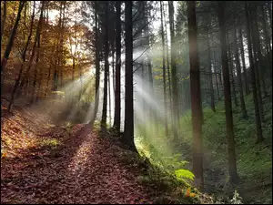 Oświetlony promieniami słońca jesienny las i ścieżka z opadłymi liśćmi