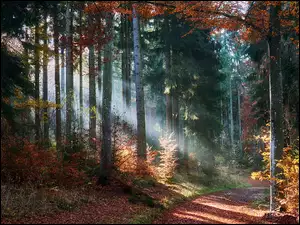 Drzewa, Las, Jesień, Przebijające światło, Krzewy, Ścieżka