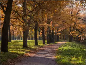 Jesienna droga w parku