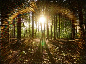 Promienie słoneczne w lesie wśród drzew