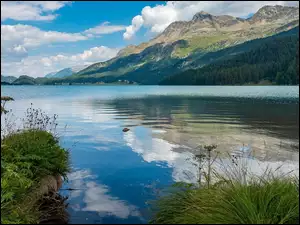 Jezioro, Góry, Rośliny, Szwajcaria, Silsersee, Trawa