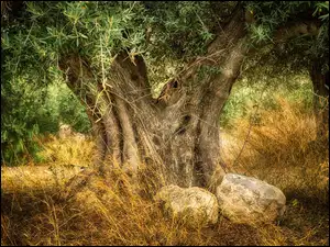 Stare drzewo oliwkowe