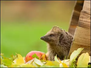 Jeż w bali obok jabłka wśród liści