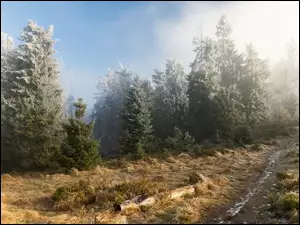 Mgła, Oszronione, Drzewa, Ścieżka