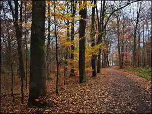 Droga, Drzewa, Las, Jesień, Liście