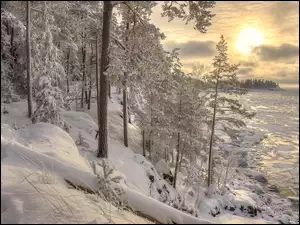 Zimowy las nad zamarzniętą rzeką o wschodzie słońca