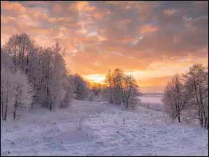Oszronione drzewa na zasypanym śniegiem polu pod kolorowym niebem