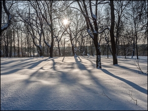 Ośnieżone drzewa w śniegu w promieniach słońca