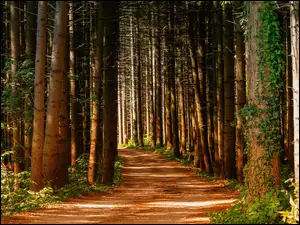 Pnie, Ścieżka, Drzewa, Las, Gałęzie