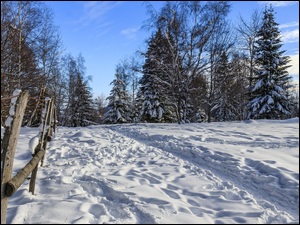 Ścieżka, Drzewa, Śnieg, Zima, Ogrodzenie