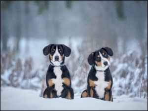 Psy rasy Entlebucher siedzące na śniegu