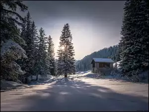 Las, Zima, Śnieg, Poranek, Drzewa, Dom