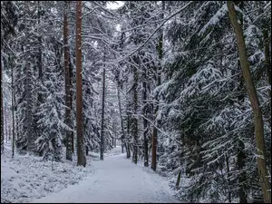 Śnieg, Zima, Ścieżka, Las, Drzewa