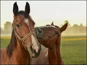 dwa konie :)