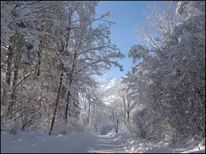 Droga przez las w zimowy słoneczny dzień