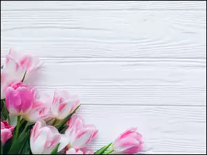 Tulipany, Deski, Biało-różowe, Kwiaty, Białe