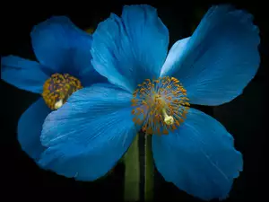 Niebieski kwiat z pręcikami