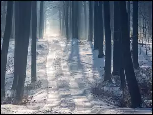 Ośnieżona droga przez las
