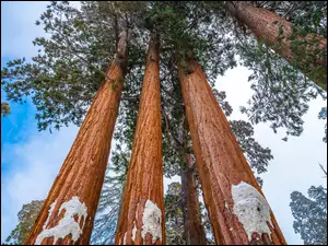 Kalifornia, Las, Park Narodowy Kings Canyon, Stany Zjednoczone, General Grant Grove, Sekwoje, Drzewa