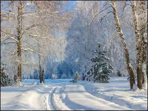 Droga, Zima, Drzewa, Śnieg