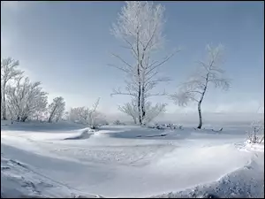 Śnieg, Zima, Krzewy, Drzewa