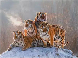 Skała, Cztery, Tygrysy, Ośnieżona
