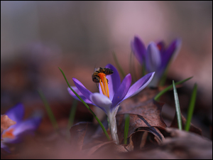 Pszczoła, Krokus, Fioletowy, Kwiat