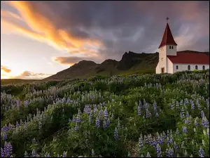 Łąka, Łubin, Islandia, Kościół, Vik i Myrdal, Chmury, Góry