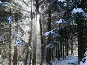 Drzewa, Las, Zima, Przebijające światło, Droga, Śnieg
