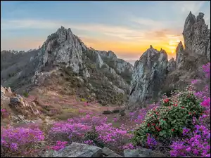 Kwitnące różowe kwiaty wśród skalistych gór