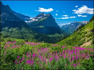 Montana, Park Narodowy Glacier, Kwiaty, Stany Zjednoczone, Łąka, Drzewa, Góry Skaliste