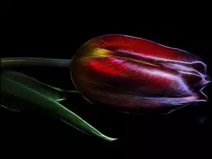 Czerwony tulipan na czarnym tle w grafice fractalius