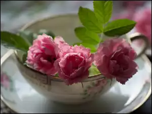 Trzy różowe róże w Filiżance