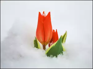 Czerwony tulipan wystający spod śniegu