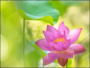 Różowy kwiat i liść lotosu