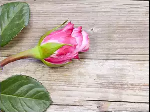 Pąk różowej róży na deskach