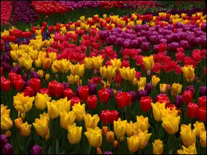 Kwiaty, Czerwone, Kolorowe, Tulipany, Żółte