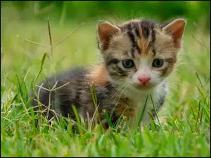Kolorowy kotek w trawie