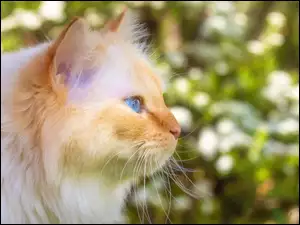 Profil zapatrzonego rudego kota