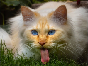 Kot z językiem w trawie