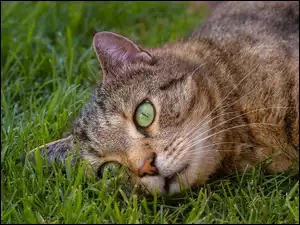 Zapatrzony kot leżący na trawie