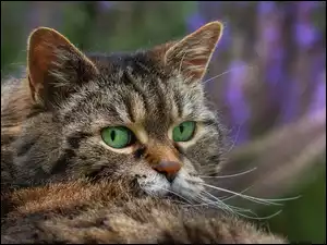 Leżący bury kot z zielonymi oczami