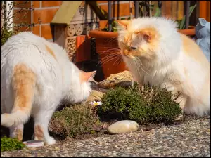 Dwa koty w ogrodzie