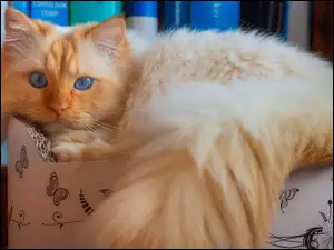Długowłosy kot w kartonie