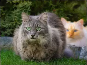 Dwa koty w ogrodzie