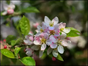 Jabłoń, Kwitnąca, Gałązka, Drzewo owocowe