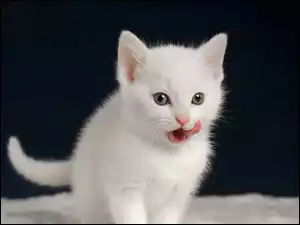 Mały biały kotek z językiem na wierzchu