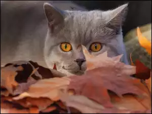 Kot brytyjski wśród jesiennych liści