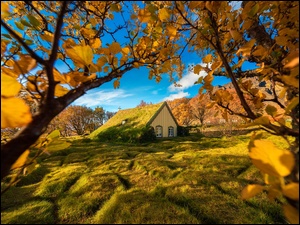 Widok zza jesiennych drzew na kościół Hofskirkja w Islandii