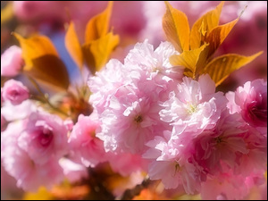 Liście, Kwiaty, Wiśnia japońska, Drzewo owocowe